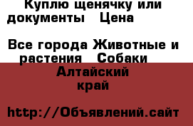 Куплю щенячку или документы › Цена ­ 3 000 - Все города Животные и растения » Собаки   . Алтайский край